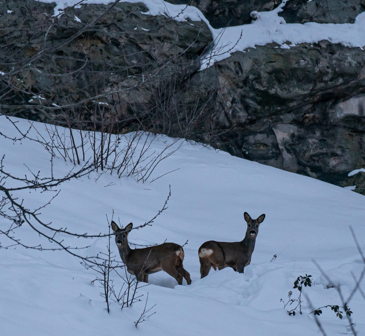 Rehe an der Teufelsmauer