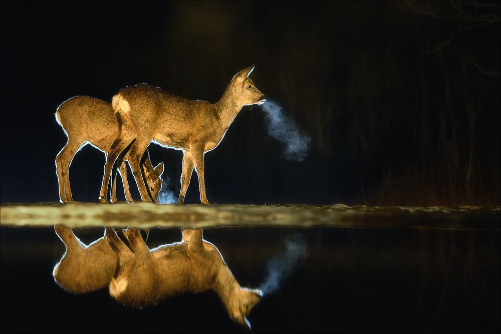 Rehe an der Tränke