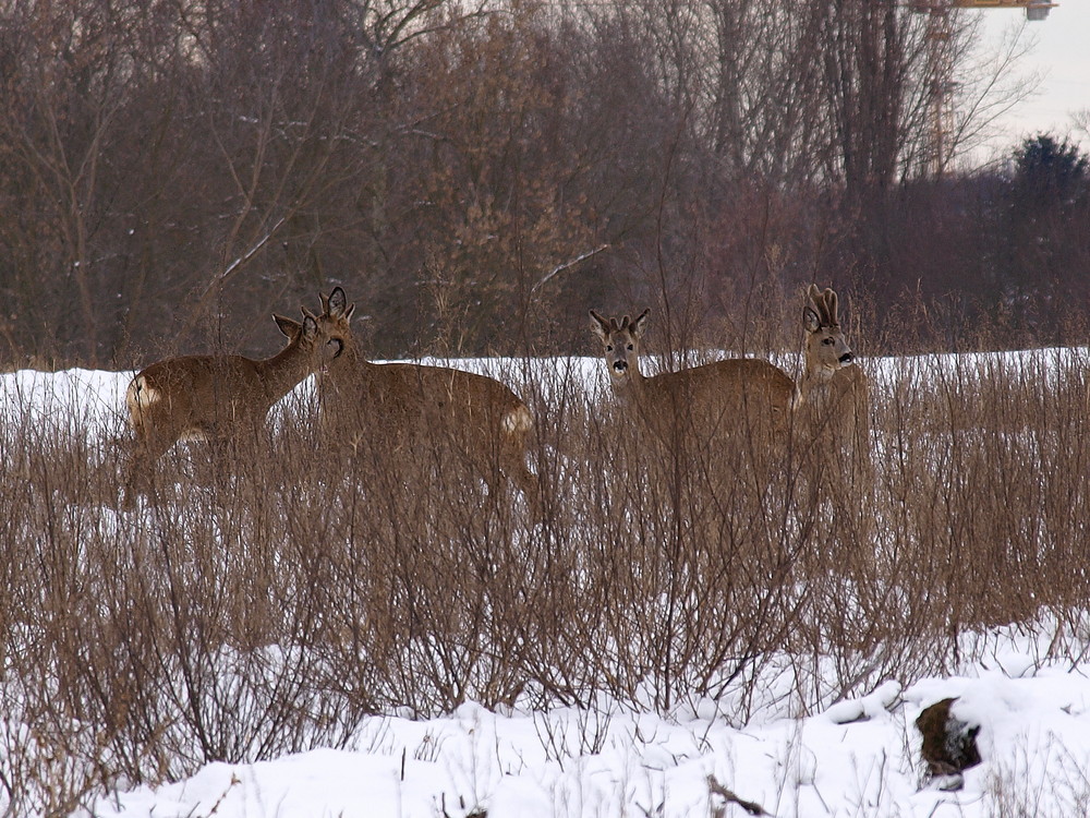 Rehe auf dem Schneefeld