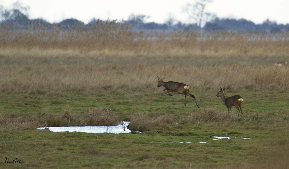 Rehe auf dem Sprung