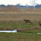 Rehe auf dem Sprung