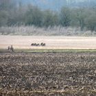 Rehe auf den Feldern im Polder.