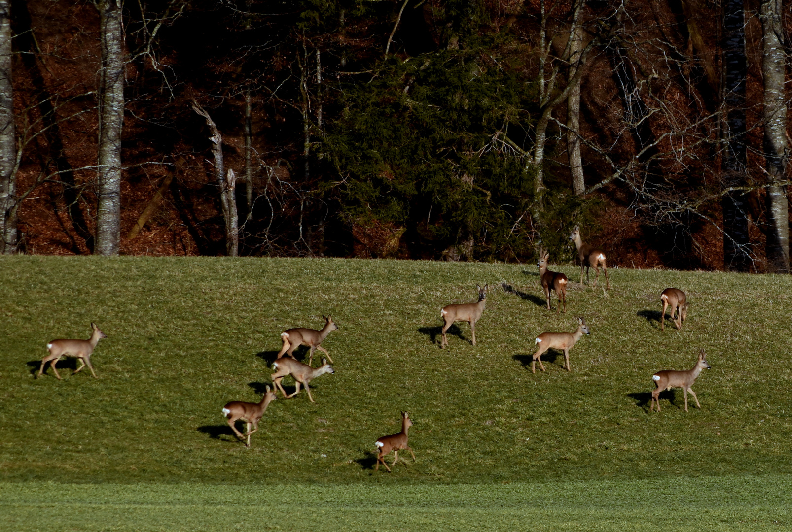 Rehe auf der Frühjahrsweide