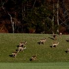 Rehe auf der Frühjahrsweide