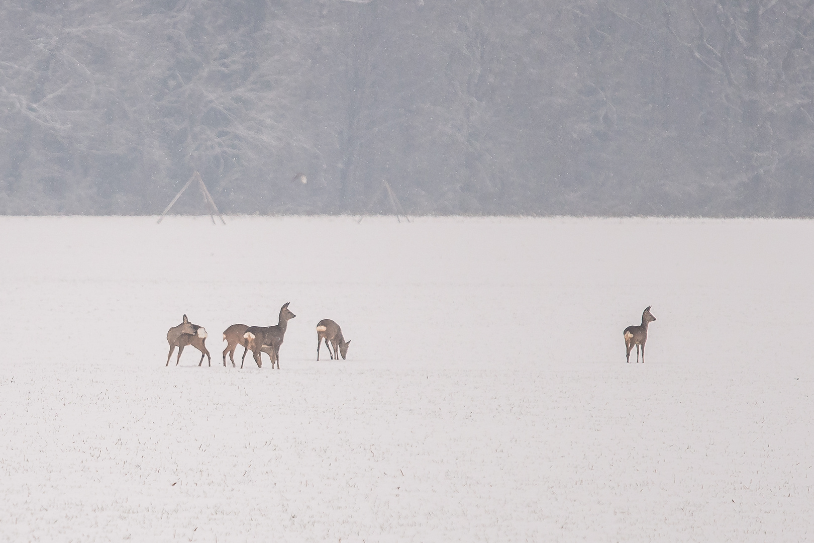 Rehe auf der Hut...