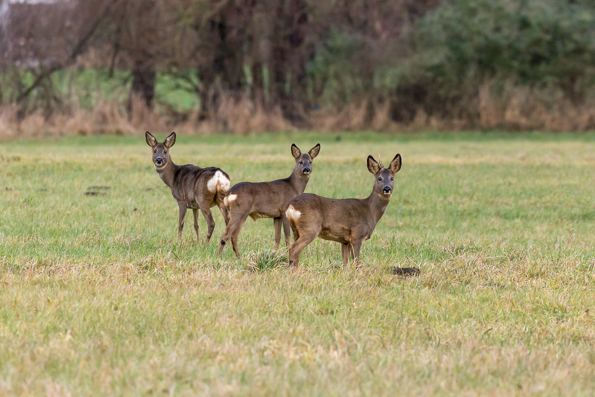 Rehe auf der Juliusplate