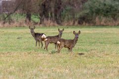 Rehe auf der Juliusplate