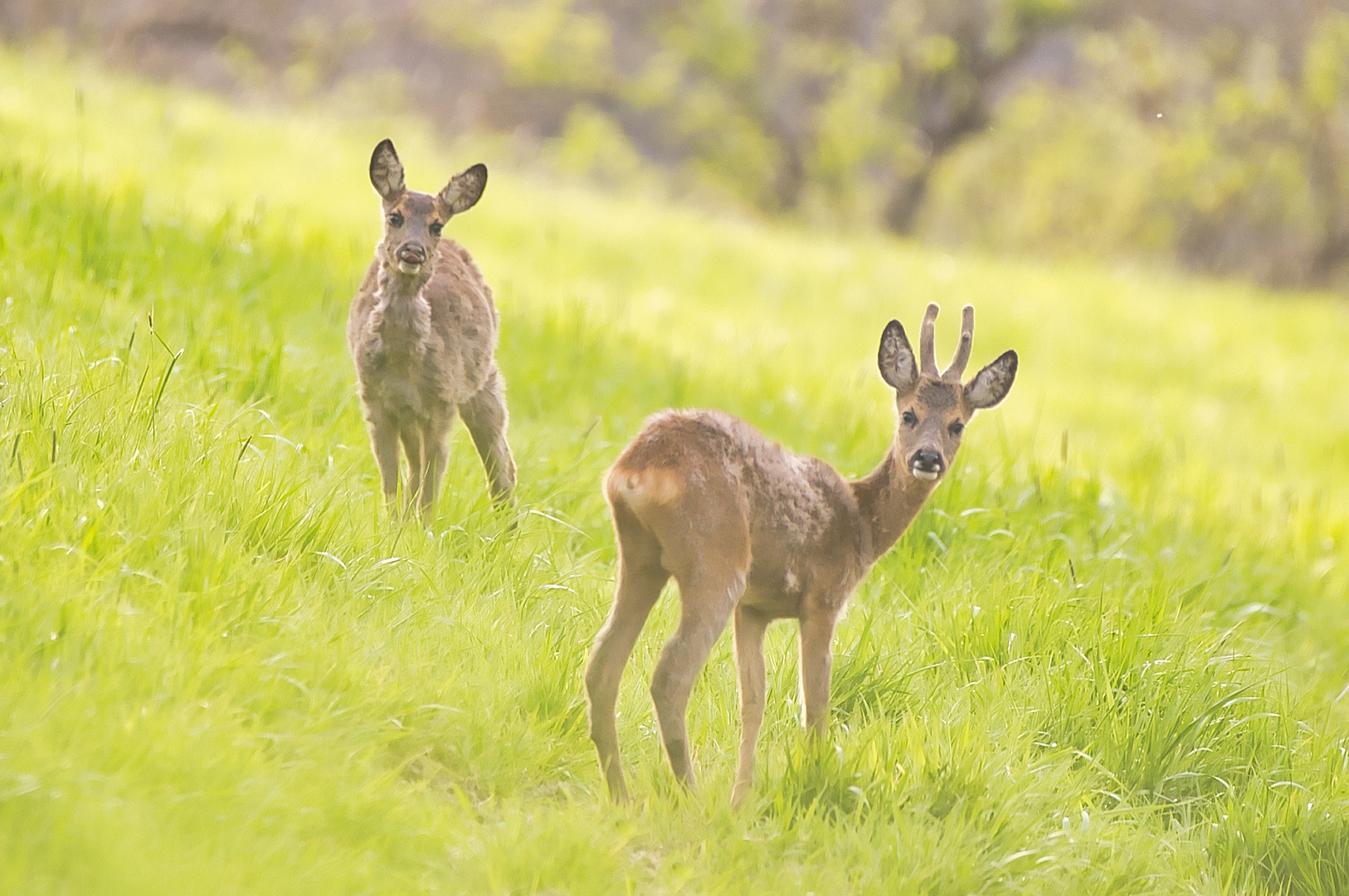 "Rehe auf der Lichtung"