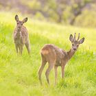 "Rehe auf der Lichtung"