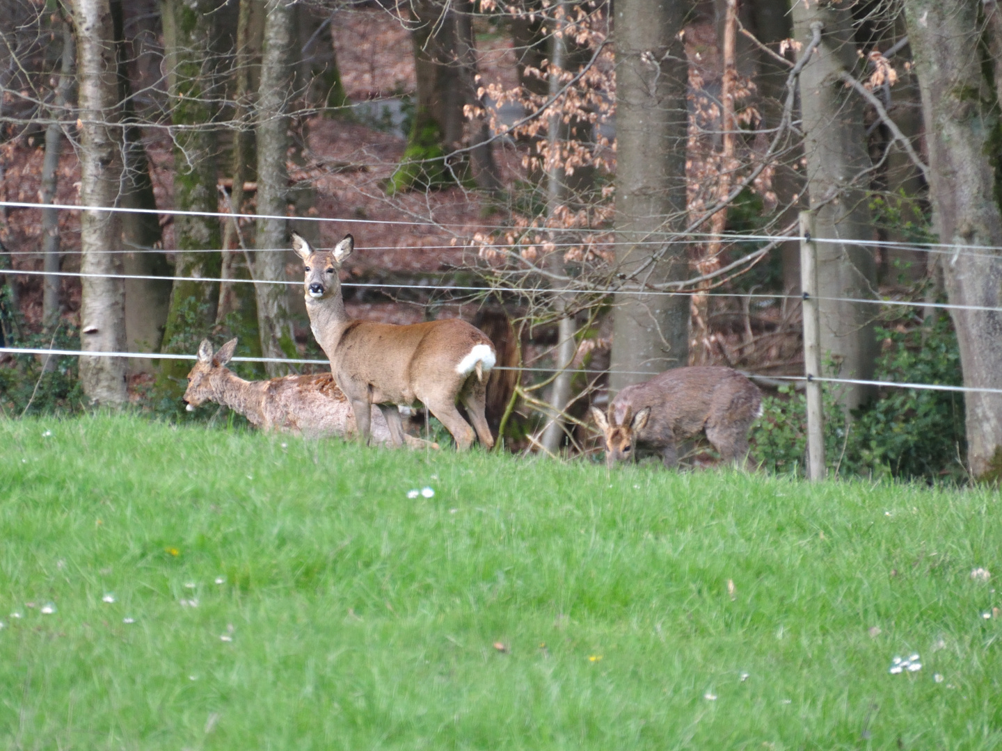 Rehe auf der Obstwiese