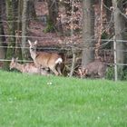 Rehe auf der Obstwiese