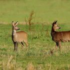 Rehe auf der Rinderweide