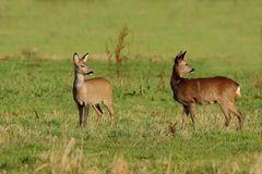 Rehe auf der Rinderweide