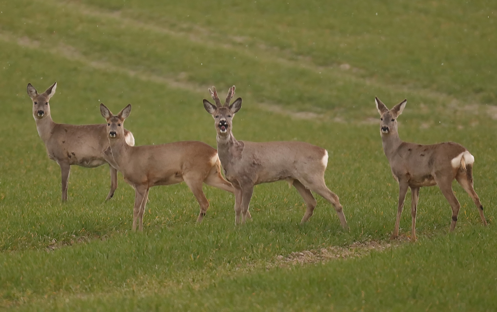 Rehe auf der Saat