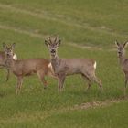 Rehe auf der Saat