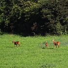 Rehe auf der Schmetterlingswiese