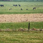 Rehe auf der Weschnitzinsel