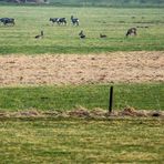 Rehe auf der Weschnitzinsel