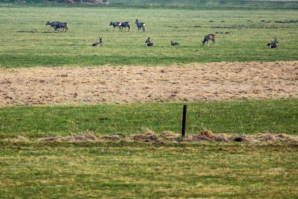 Rehe auf der Weschnitzinsel