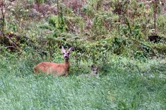 Rehe auf der Wiese