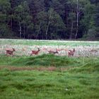 rehe auf der wiese