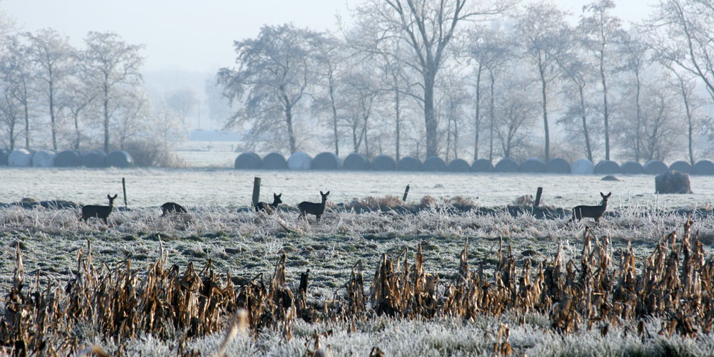 Rehe auf der Winterwiese