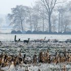 Rehe auf der Winterwiese