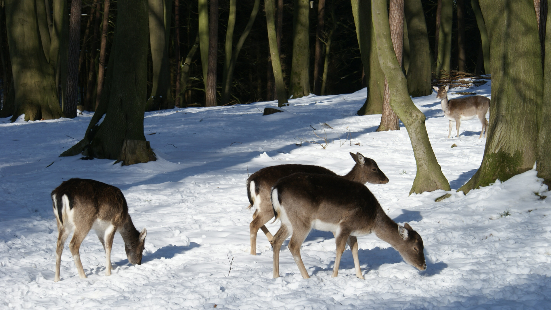 Rehe auf Füttersuche im Schnee  " Wildpark Schwarze Berge "