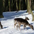 Rehe auf Füttersuche im Schnee  " Wildpark Schwarze Berge "