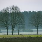 Rehe auf Futtersuche in der Ruhe