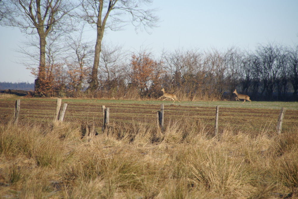 Rehe auf gemütlicher "Flucht"