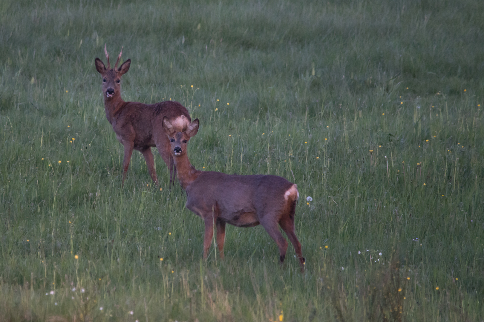 Rehe      Aufnahme   vom 9. 5. 2022