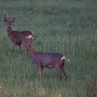 Rehe      Aufnahme   vom 9. 5. 2022