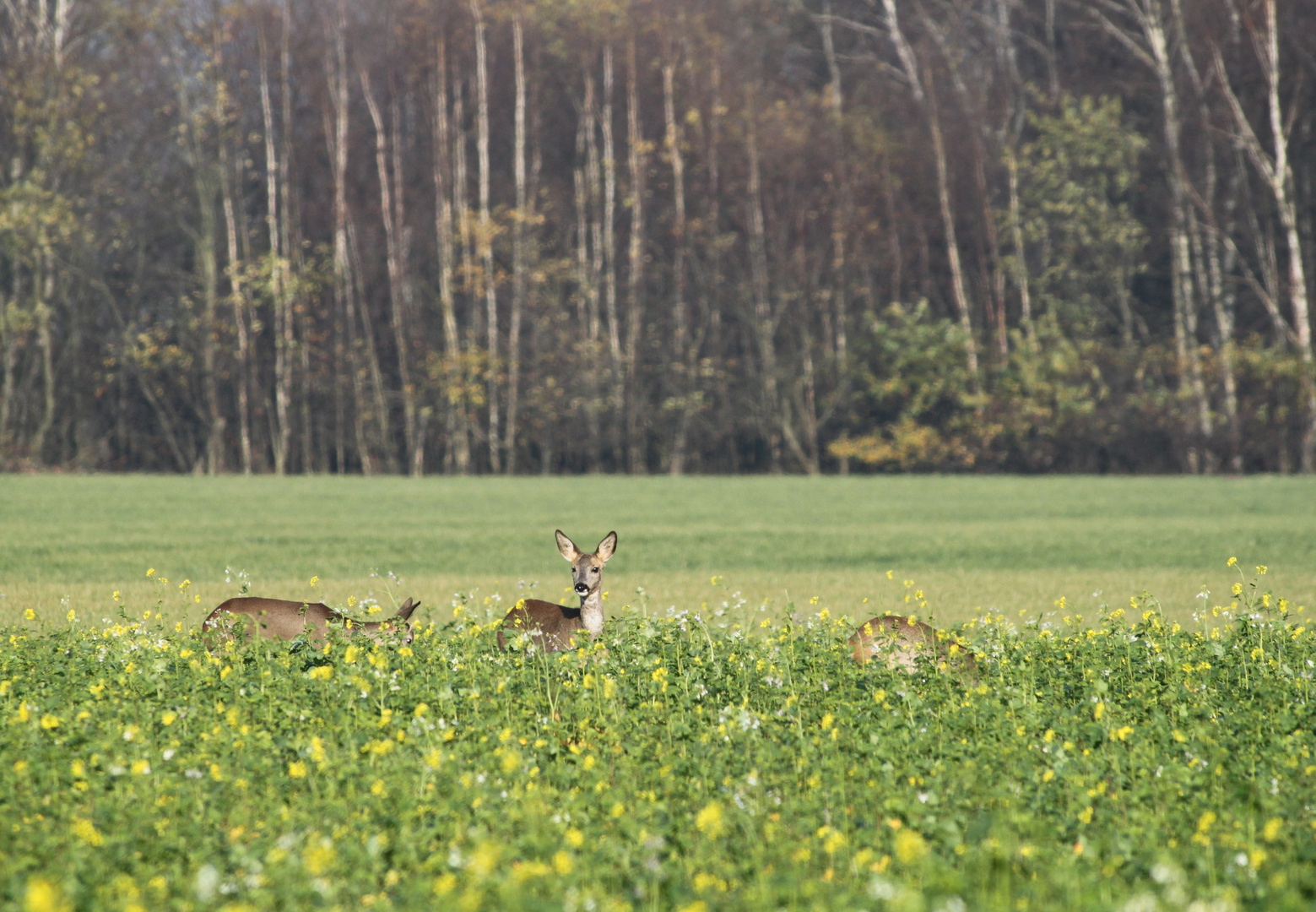 Rehe ... aus dem Auto heraus