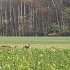 Rehe ... aus dem Auto heraus