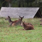 Rehe