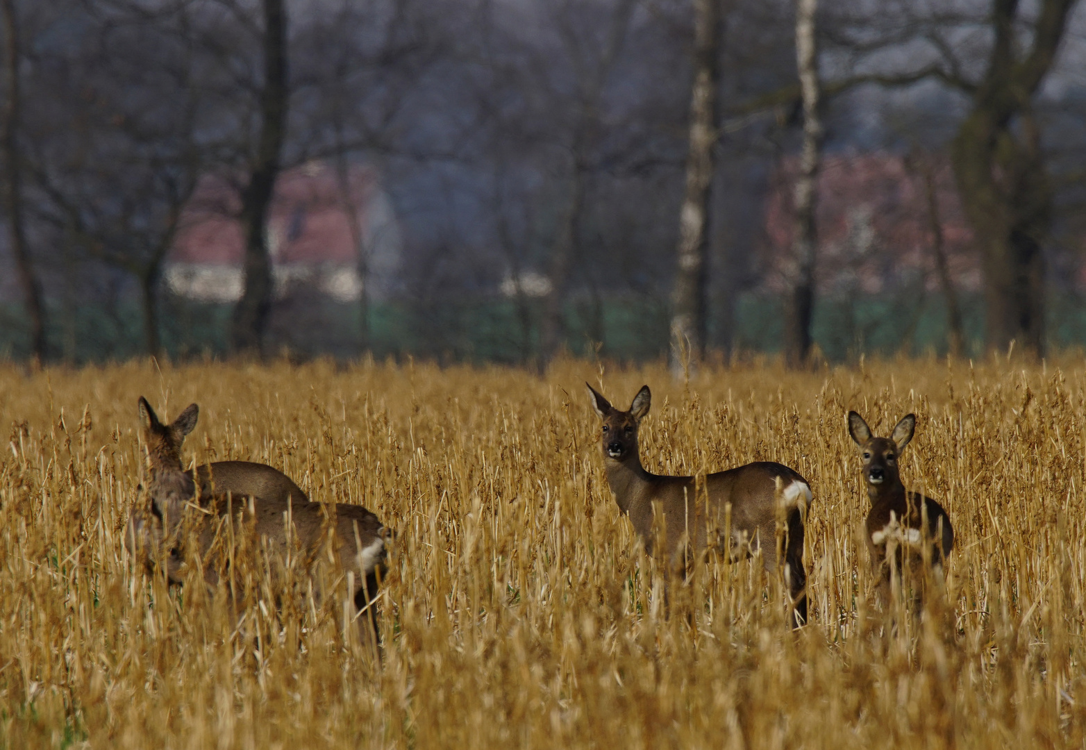 Rehe.