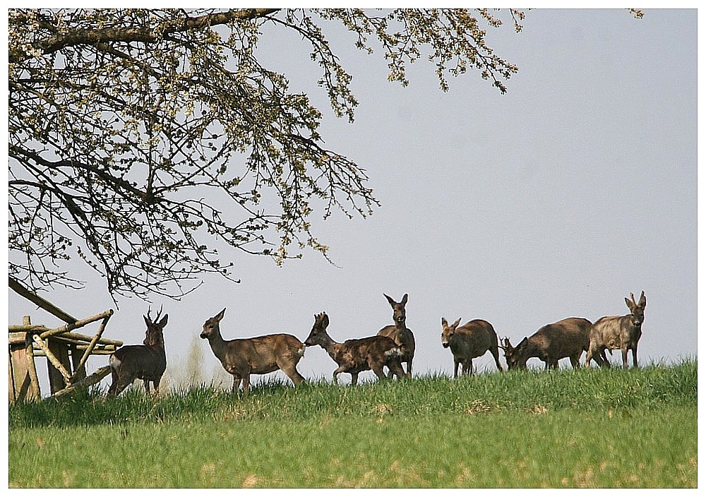 Rehe bei der Mittagsrast