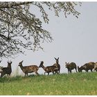 Rehe bei der Mittagsrast