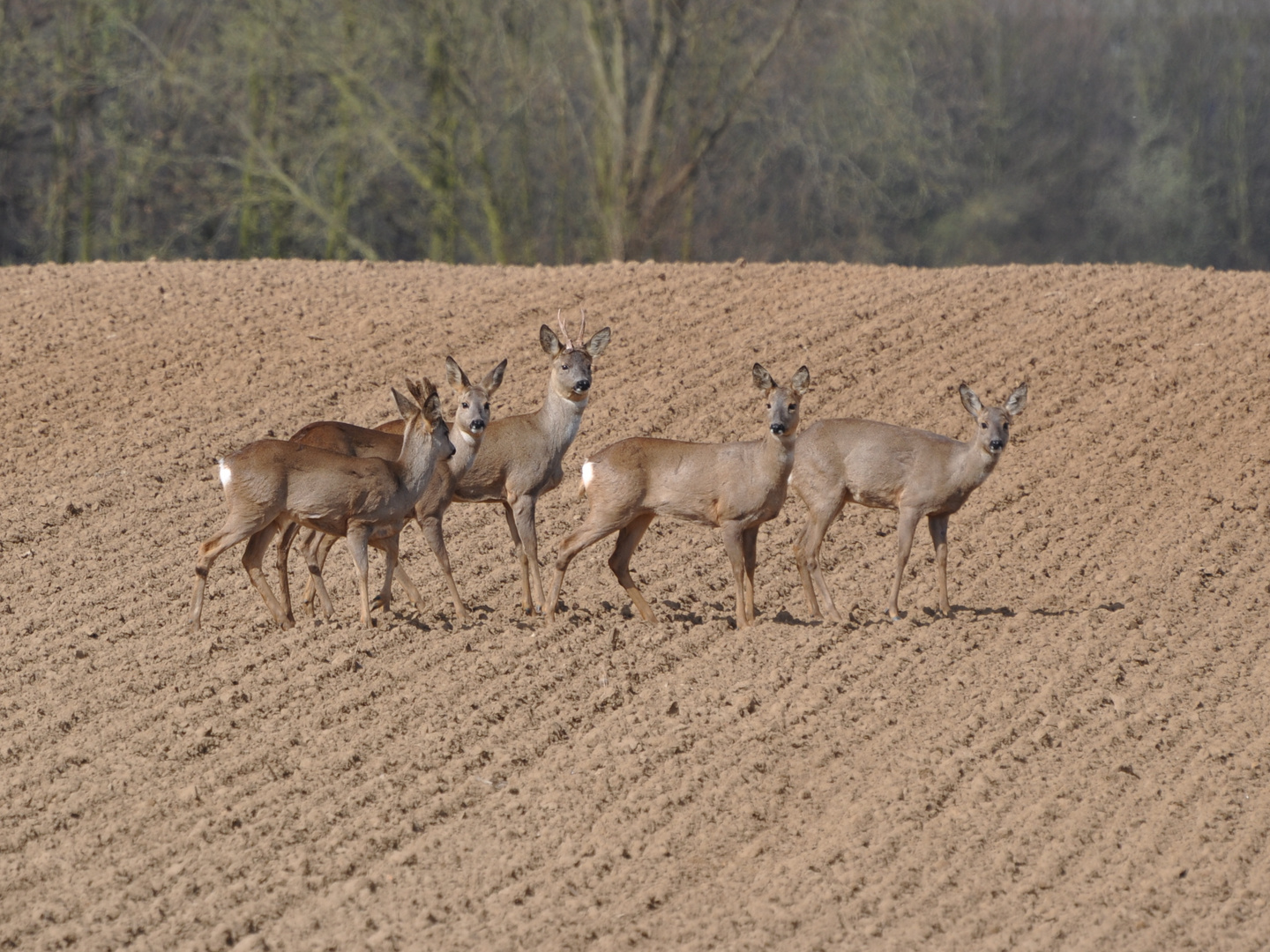 Rehe bei Garzweiler 2