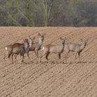 Rehe bei Garzweiler 2