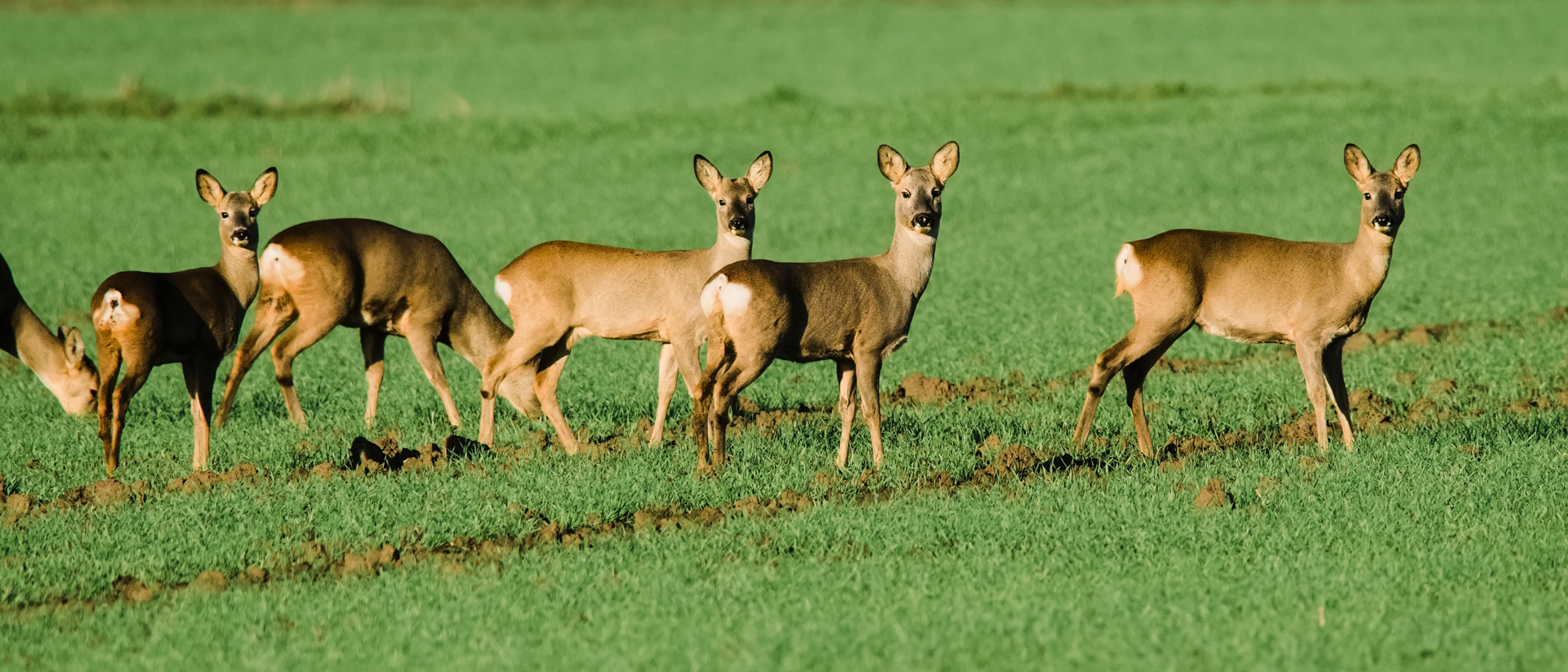 Rehe bei Lorsch 1 2020