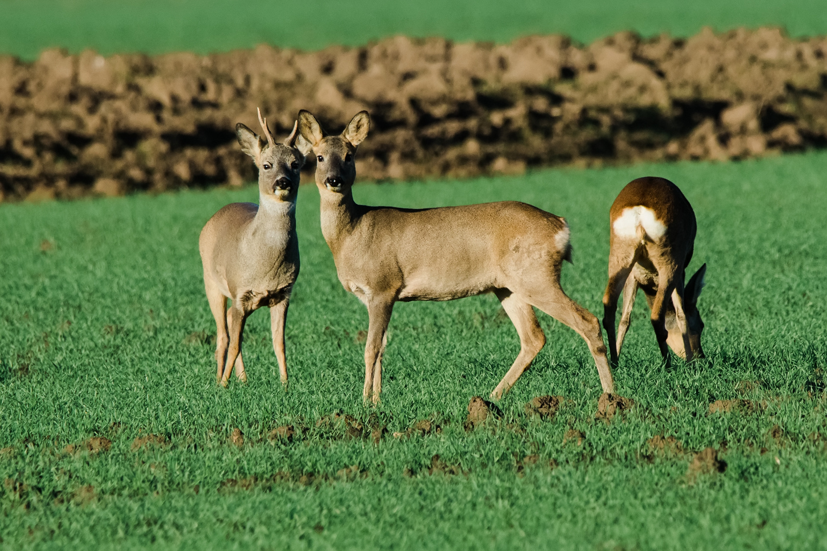 Rehe bei Lorsch 2 2020