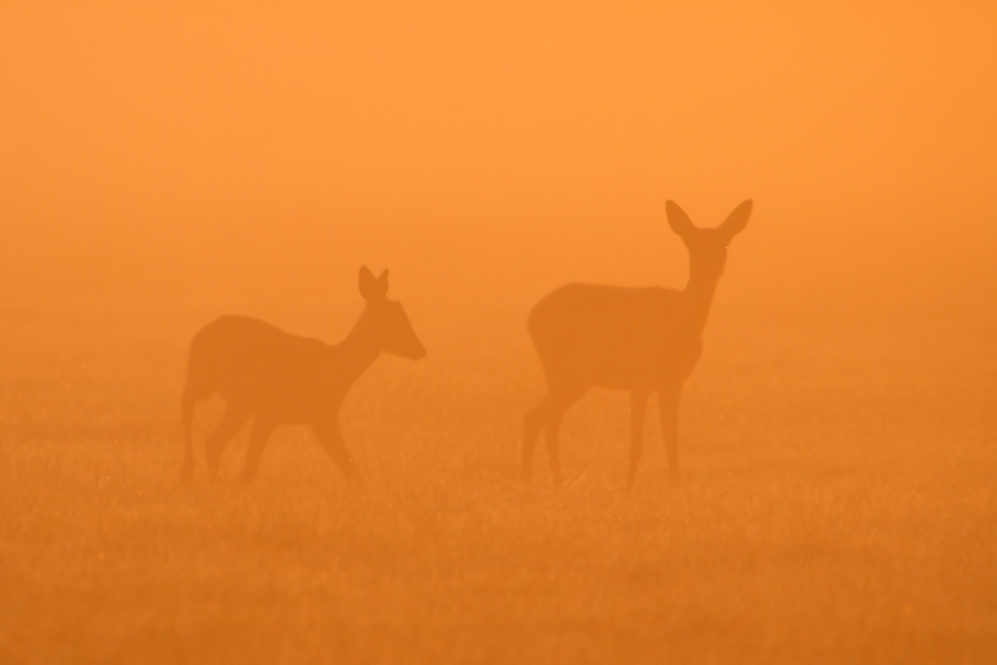 Rehe bei Sonnenaufgang