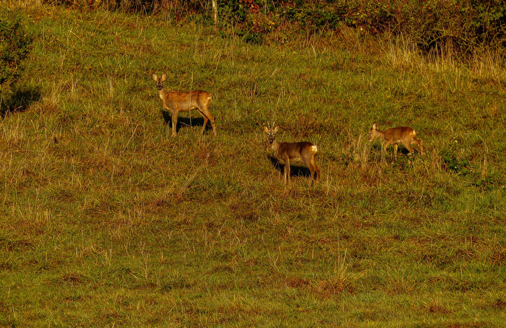 Rehe bei unseren...