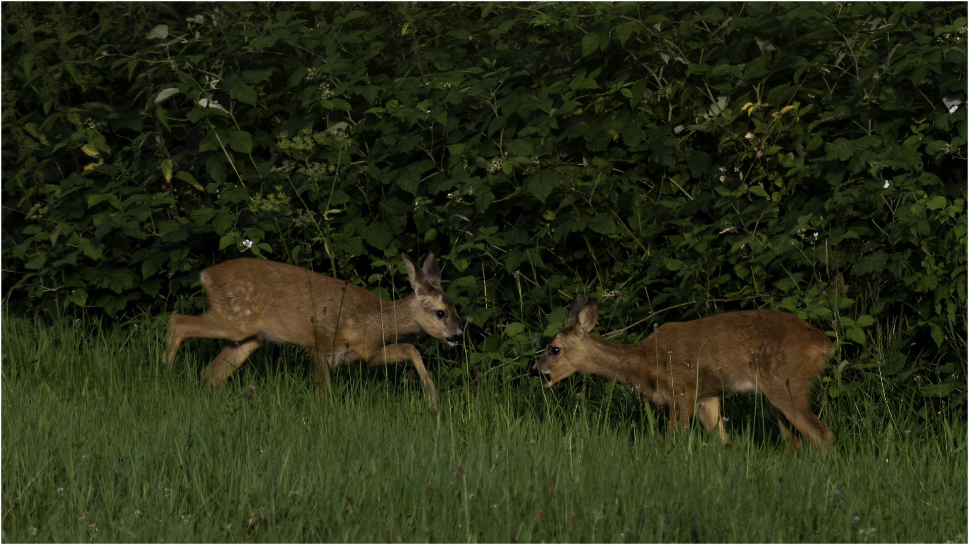 Rehe beim Abendääsen