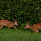 Rehe beim Abendääsen