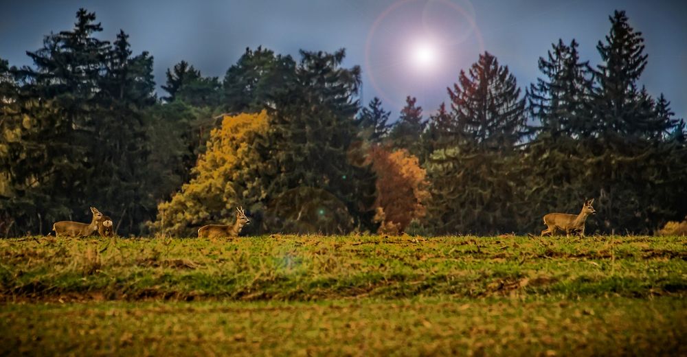 Rehe beim Abendspaziergang