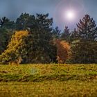 Rehe beim Abendspaziergang