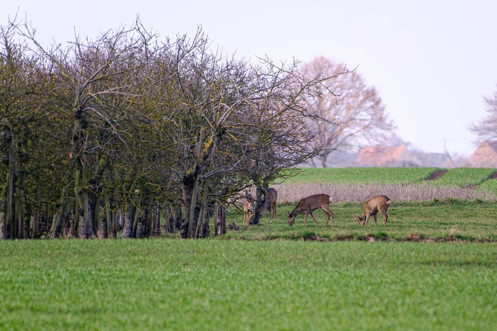 Rehe beim äsen